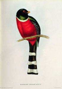 Trogon Mexicanus