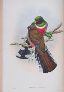 Trogon Mexicanus, plaat uit The Birds of Great Britain van John Gould, gepubliceerd 1862-73