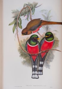 Trogon Personatus, plaat uit The Birds of Great Britain van John Gould, gepubliceerd 1862-73