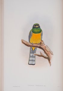 Trogon Tenellus, plaat uit The Birds of Great Britain van John Gould, gepubliceerd 1862-73