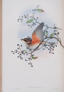 Turdus Illacus, plaat uit The Birds of Great Britain door John Gould, uitgegeven 1862-73 door John Gould