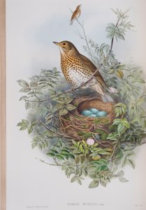 Turdus Musicus, plaat uit The Birds of Great Britain door John Gould, uitgegeven 1862-73 door John Gould