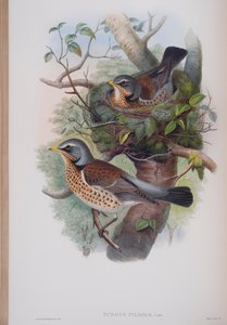 Turdus Pilaris, plaat uit The Birds of Great Britain door John Gould, uitgegeven 1862-73 door John Gould