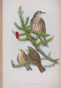 Turdus Viscivorus, plaat uit The Birds of Great Britain door John Gould, uitgegeven 1862-73 door John Gould