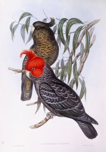 Twee papegaaien zittend op tak, gravure