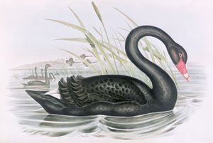 Onbekend Beeld door John Gould