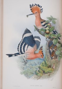 Upupa Epops, plaat uit The Birds of Great Britain door John Gould, uitgegeven 1862-73 door John Gould