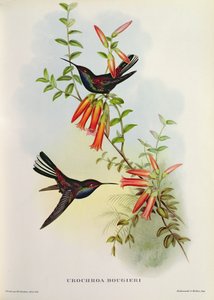 Urochroa Bougieri