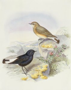 Variabele tapuit (Oenanthe picata), gravure door John Gould door John Gould