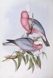 Violetnek lori (Eos squamata), gravure door John Gould
