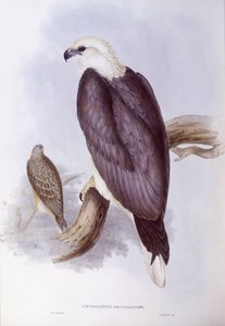 Witbuikzeearend (Haliaeetus leucogaster), gravure door John Gould
