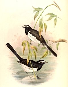 Witte Wagtail (Grote Bonte Wagtail) Motacilla maderaspatensis Gmelin