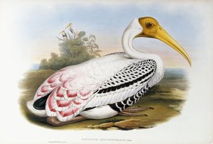 Witkopibis; Tantalus Leucocephalus