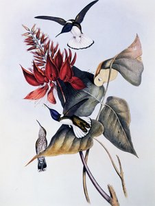 Witnek Jacobijn (Florisuga mellivora), gravure uit Monografie van Trochilidae of Kolibries (1849-1861), door John Gould door John Gould