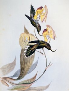 Witpunt Sikkelvleugel (Eutoxeres aquila) door John Gould