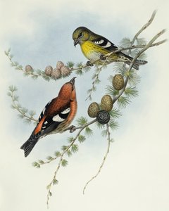 Witvleugel kruisbek (Loxia leucoptera), Gravure door John Gould door John Gould