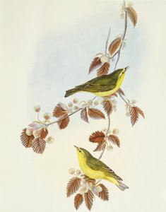 Fluiter (Phylloscopus sibilatrix), gravure door John Gould door John Gould