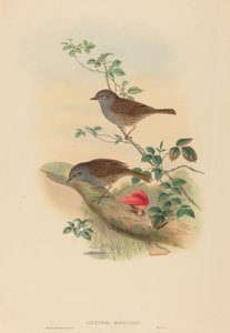 Heggenmus (Accentor modularis) door John Gould and H.C. Richter