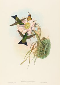 Eriocnemis vestitus (Glanzende Puff-Leg)