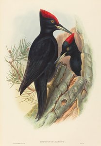 Grote zwarte specht (Dryocopus martius) door John Gould and H.C. Richter