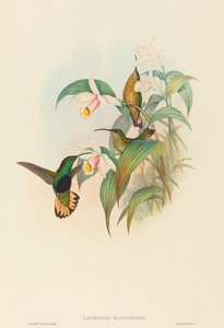 Lafresnaya flavicaudata (Buff-tailed Velvet-breast) door John Gould and H.C. Richter