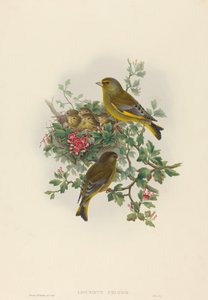 Ligurinus chloris (Groenling)