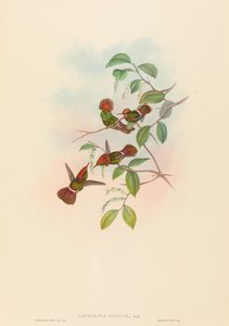 Lophornas reginae (Spangled Coquette) door John Gould and H.C. Richter