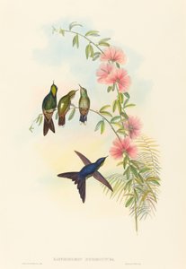 Ramphomicron microrhyncha (Kleinbekdoornvogel) door John Gould and H.C. Richter