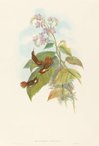 Selashorus scintilla (Scintillerende kolibrie) door John Gould and H.C. Richter