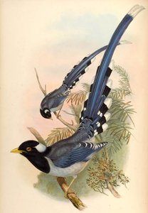 Geelsnavel Blauwe Ekster Urocissa flavirostris (Blyth)