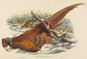Phasianus colchicus (Ringnekfazant)