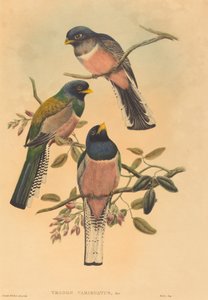 Trogan variegatus door John Gould and W. Hart