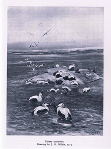 Eidereenden baltsen, Natuur in Groot-Brittannië uitgegeven door Collins, 1946