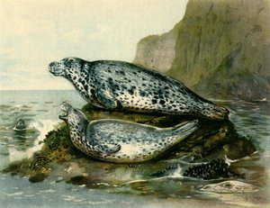 Grijze Zeehond, ca. 1905, 1943