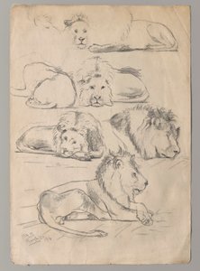 Studies van leeuwen door John Haberle