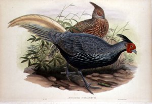 Euplocamus Lineatus, gegraveerd door T. Walter, Londen, pub. tussen 1850-83 (handgekleurde litho) door John and Hart William (after) Gould