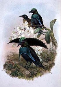 Lophornina - Super Paradijsvogel door John and Hart William (after) Gould