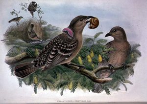 Chlamydera Orientalis door John and Hart William Gould