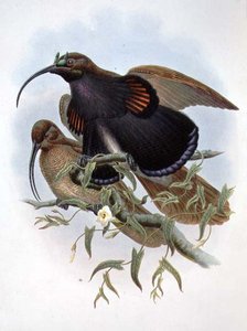 Drepanornis Albertisi