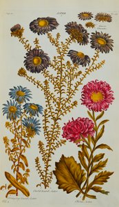 Aster, 1759-73 door John Hill