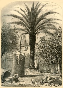 Scène in St. Augustine - De dadelpalm door John J. Harley
