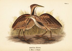 Amerikaanse roerdomp, Botaurus lentiginosus, mannetje 1, vrouwtje 2 door John James (after) Audubon