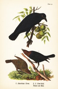Amerikaanse kraai, Corvus brachyrhynchos 1, en bruinkopkoevogel, Molothrus ater, vrouwtje 2, en mannetje 3 door John James (after) Audubon