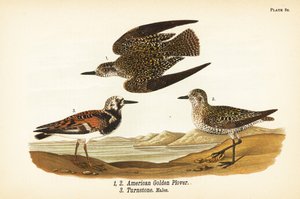 Amerikaanse goudplevier, Pluvialis dominica 1,2, en steenloper, Arenaria interpres 3 door John James (after) Audubon