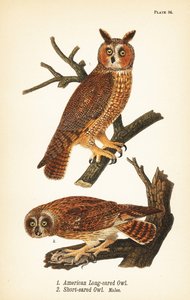 Amerikaanse langooruil, Asio otus 1, en kortooruil met prooi, Asio flammeus 2, mannetjes door John James (after) Audubon