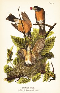 Amerikaanse roodborst, Turdus migratorius, mannetje 1, vrouwtje 2 en jongen in nest