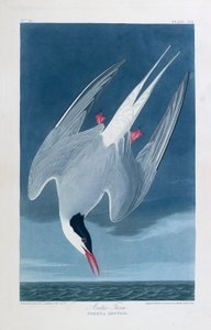 Noordse stern, vogels van Amerika door John James (after) Audubon