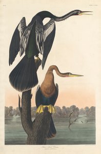 Zwartbuik Aalscholver
