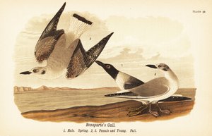 Bonapartes meeuw, Chroicocephalus philadelphia, mannetje lente 1, vrouwtje 2 en jong 3 in herfstkleed