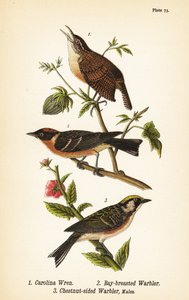 Carolina winterkoning, Thryothorus ludovicianus 1, kastanjeborstzanger, Setophaga castanea 2, kastanjebuikzanger, Setophaga pensylvanica 3 door John James (after) Audubon